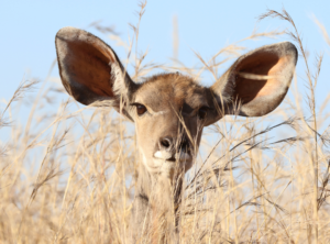 Rozumienie ze słuchu